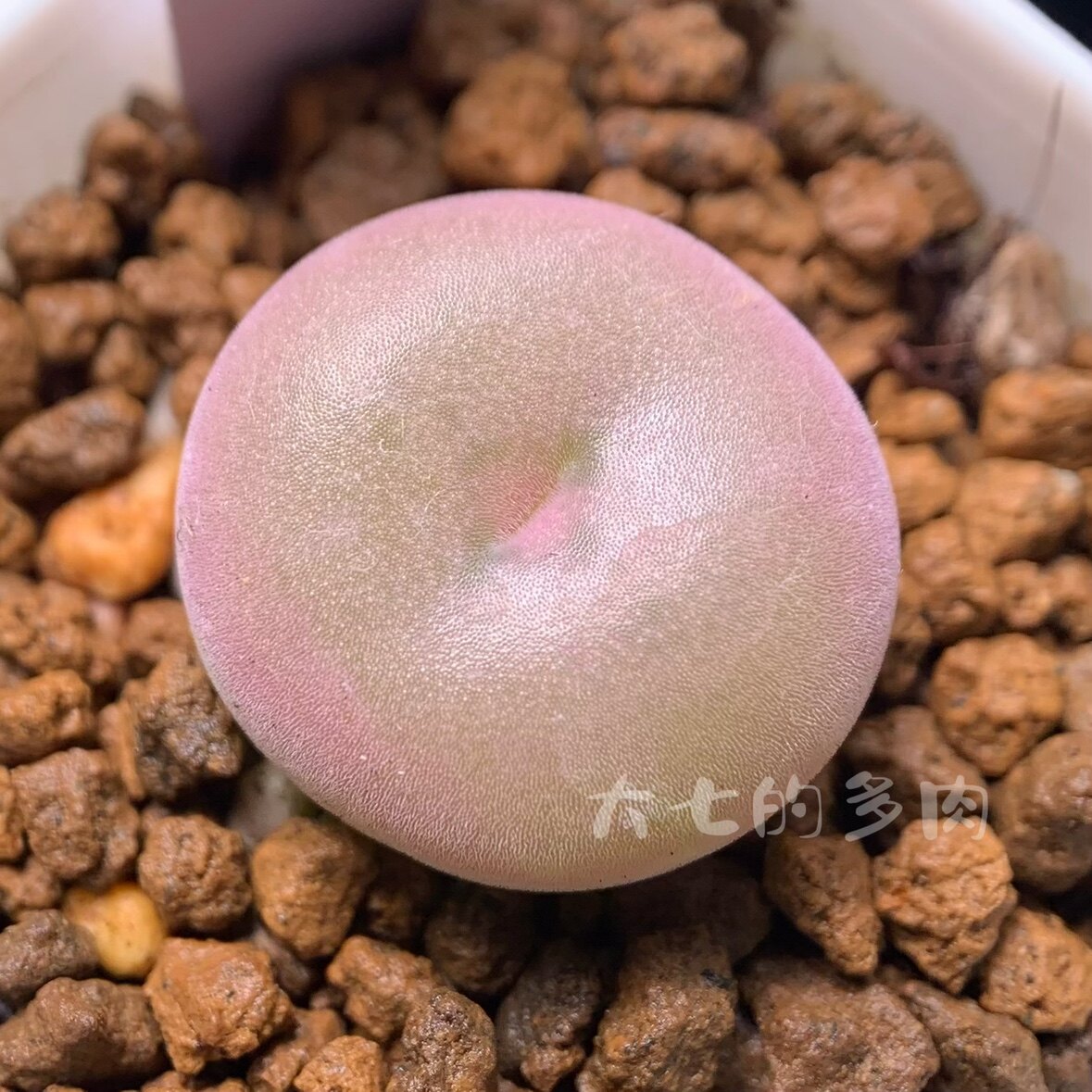 空卡佛  肉锥 多肉植物 一物一拍 大七的多肉