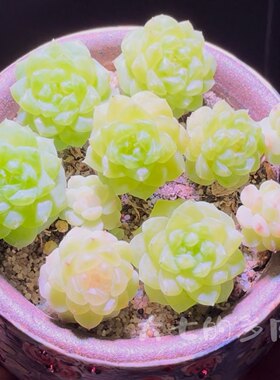 纸鸢甜心一物一拍大七的多肉