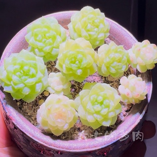 纸鸢 朵朵甜心 李铁锤 易群生个体 一物一拍 大七的多肉 多肉植物