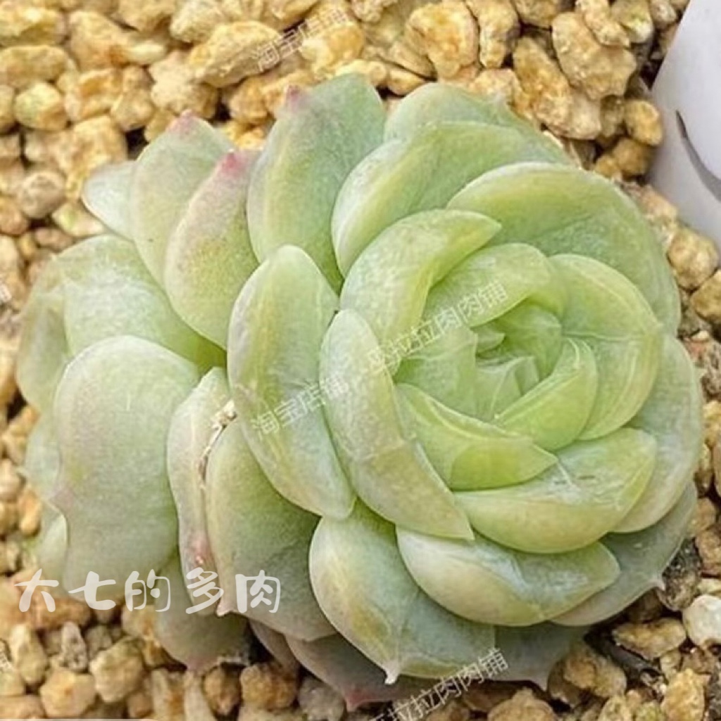 蜡像巫拉拉大七的多肉一物一拍