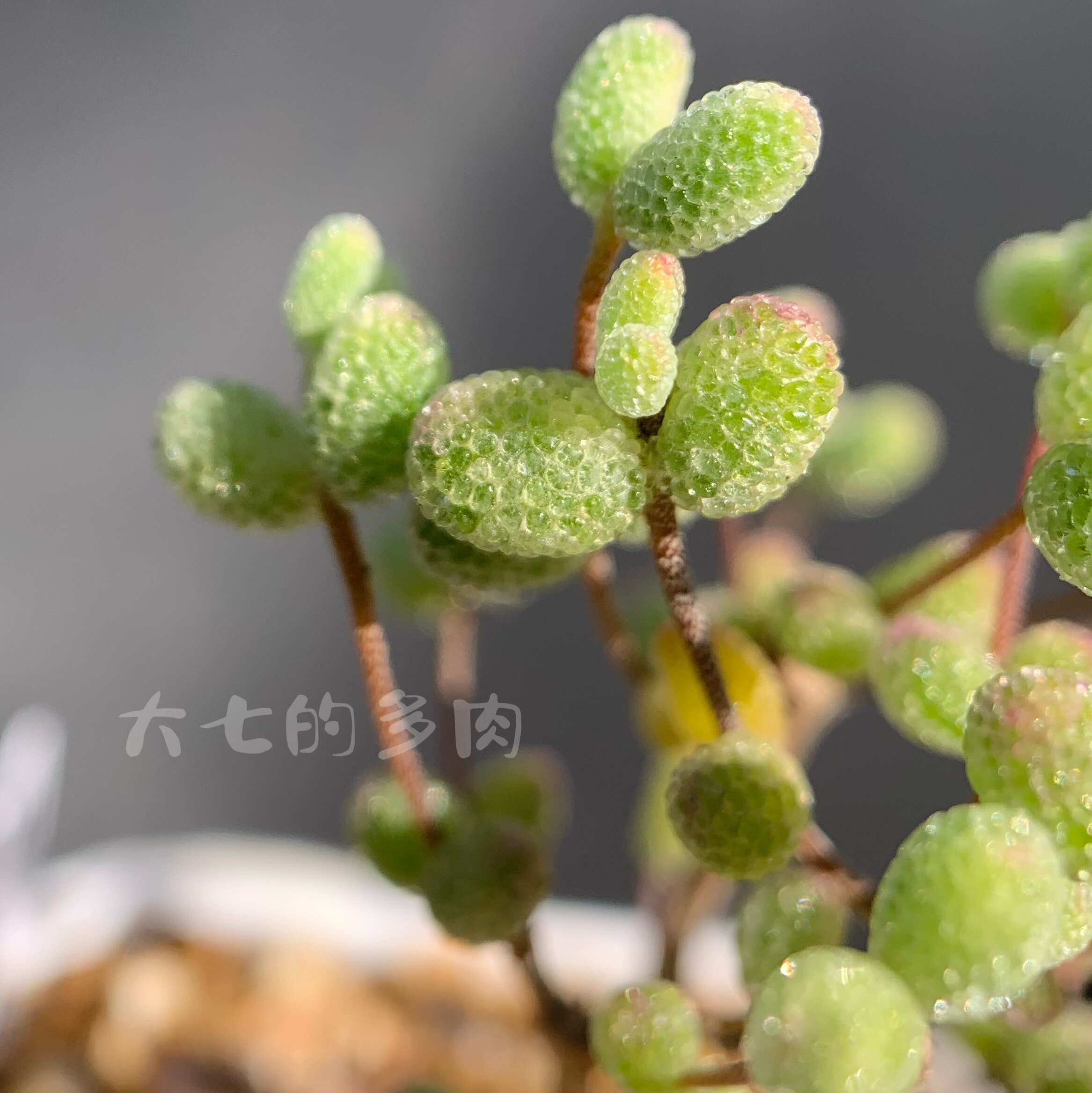 糖球白虎斑锦 枝干番杏 多肉植物 一物一拍 大七的多肉
