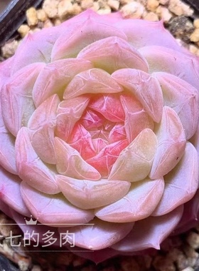 七仙女 糖心 巫拉拉母本 多肉植物 一物一拍 大七的多肉植物
