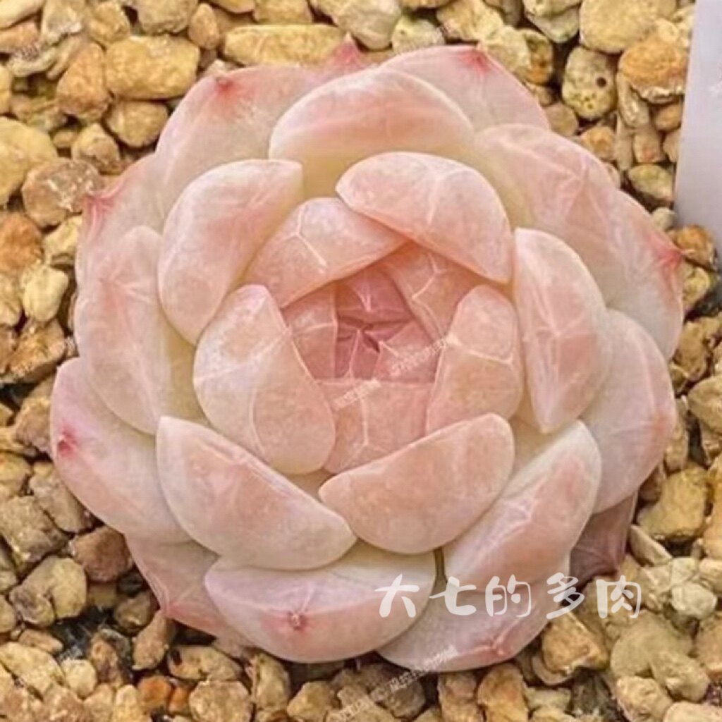 冰灵 巫拉拉糖心 多肉植物 一物一拍 大七的多肉