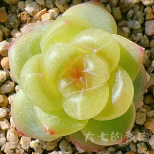 清澄珍妮 佳人花轩 一物一拍 大七的多肉 多肉植物