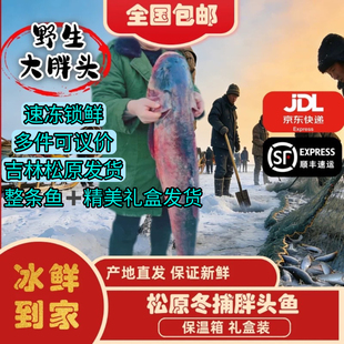 吉林松原冬捕胖头鱼5-50斤鳙鱼花链鱼淡水鱼查干臻品礼盒装包邮