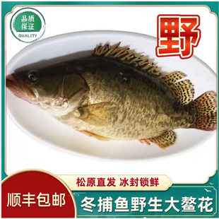吉林松原冬捕鱼大鳌花鱼淡水湖鱼桂鱼花鲢鱼查干臻品礼盒装包邮
