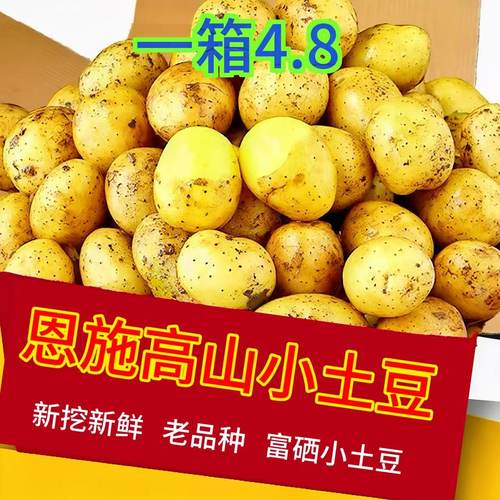 恩施黄心小土豆新挖新鲜