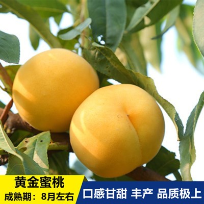 嫁接黄桃苗黄金冠后锦绣黄桃桃苗