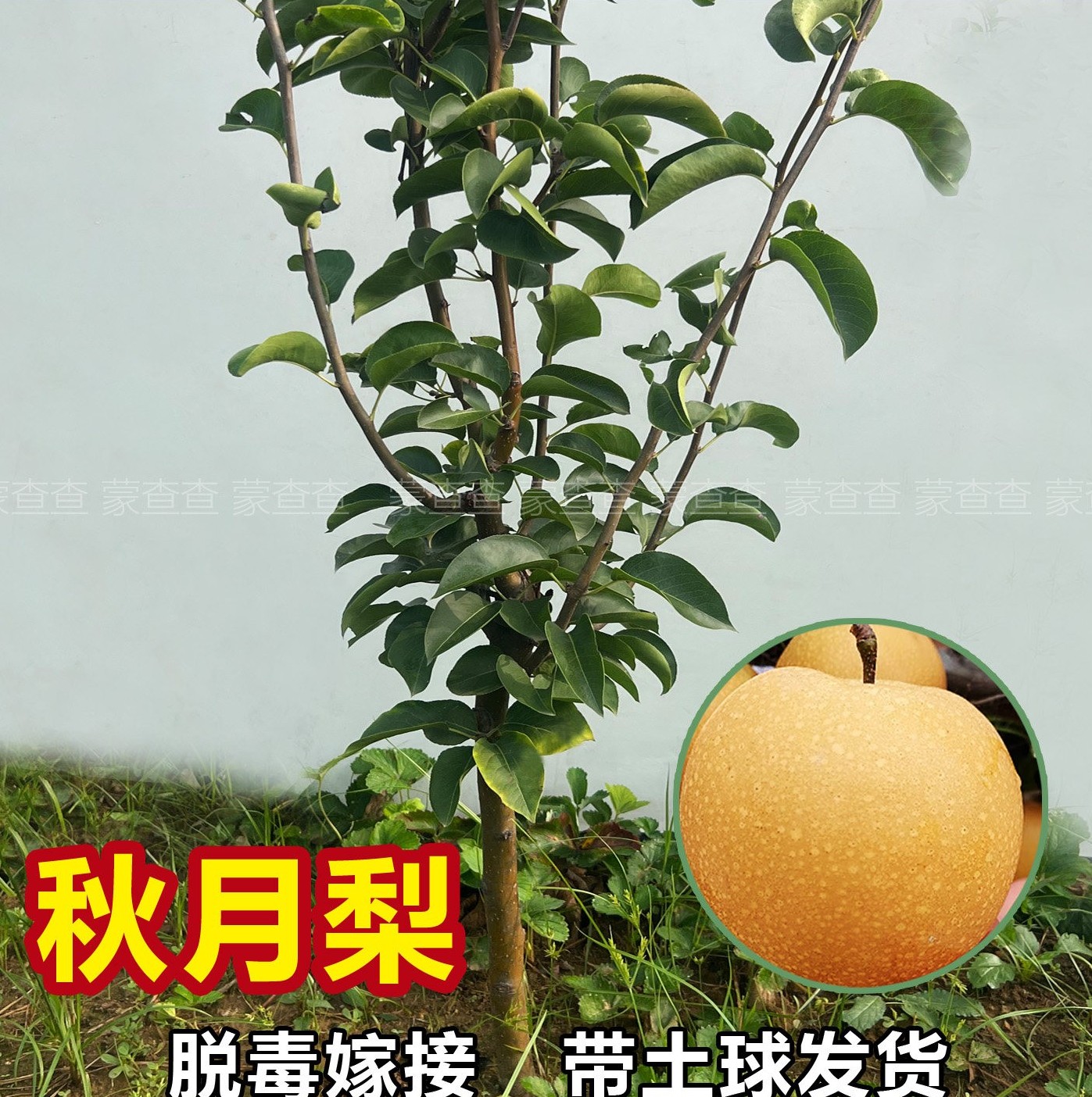 保真秋月梨嫁接苗带土球当年结果