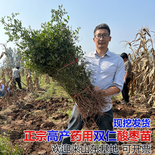 双仁酸枣苗基地现挖发货成活率高