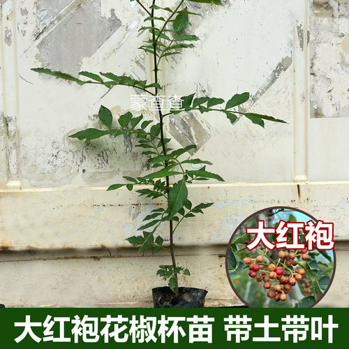 现货盆栽大红袍花椒树苗带土带叶