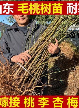 毛桃树苗山东蒙阴嫁接桃树李子杏梅子桃树砧木桃苗原生实生桃树苗