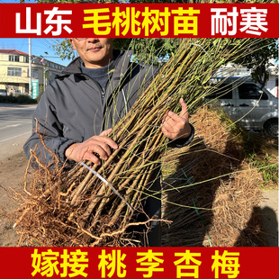 毛桃树苗山东蒙阴嫁接桃树李子杏梅子桃树砧木桃苗原生实生桃树苗