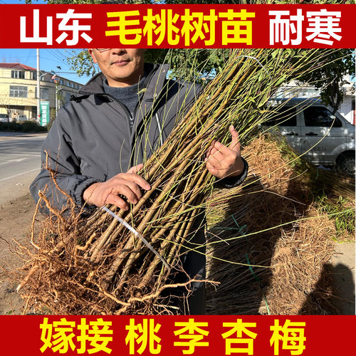 毛桃苗实生苗原生桃苗嫁接李杏梅