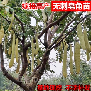 绿化苗木山皂角苗皂荚苗大皂角树苗山东药树种苗皂角米可做篱笆墙