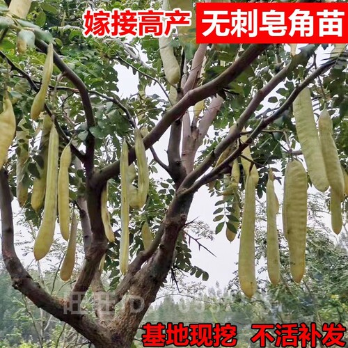 皂角树苗无刺高产不活补发现挖