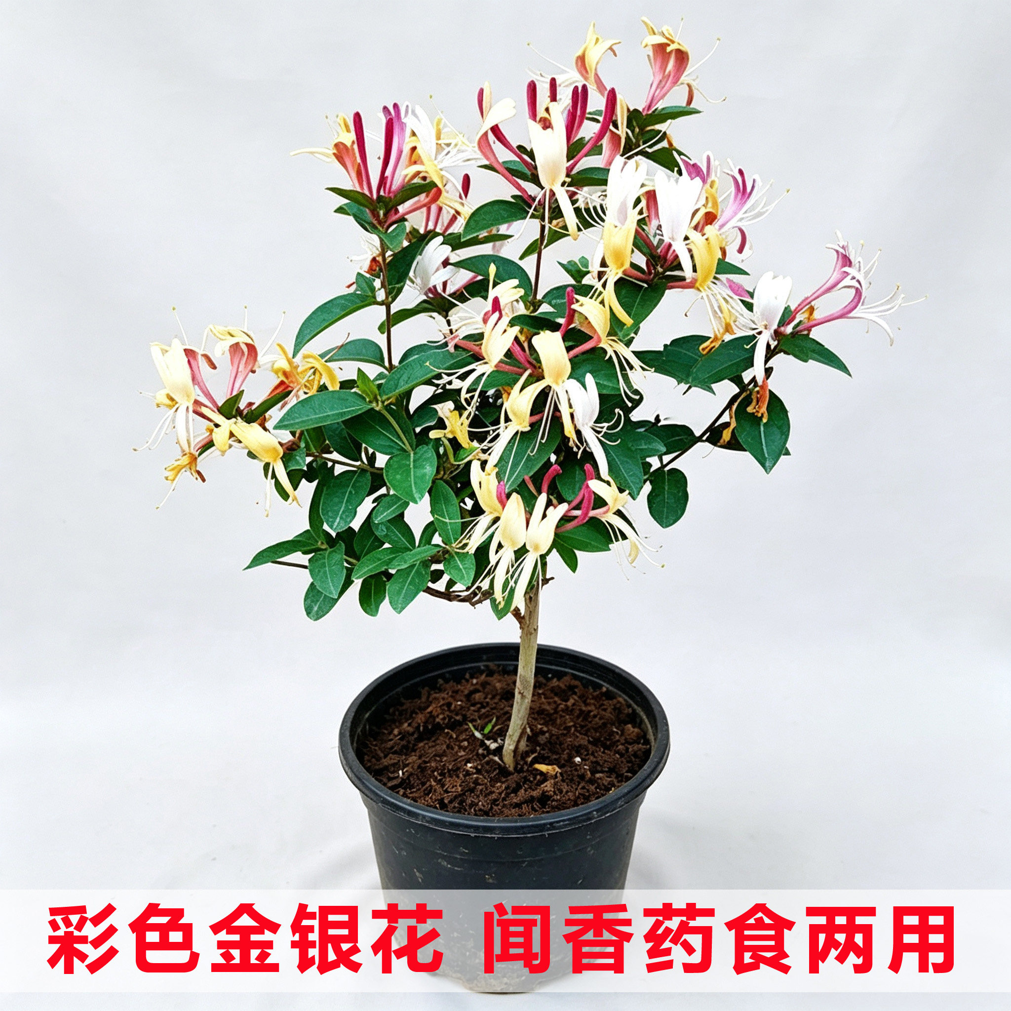 正宗四季金银花苗树形红金银花树苗爬藤赏花地道药用彩色庭院盆栽
