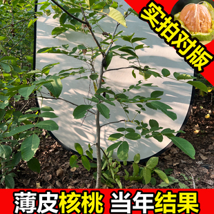 新疆薄皮核桃树庭院果树地栽阳台盆栽占地果树正宗纸皮核桃树果苗
