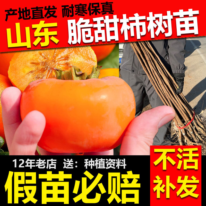 脆甜柿子树果苗南北方种植地栽盆栽当年结果无核柿子苗树