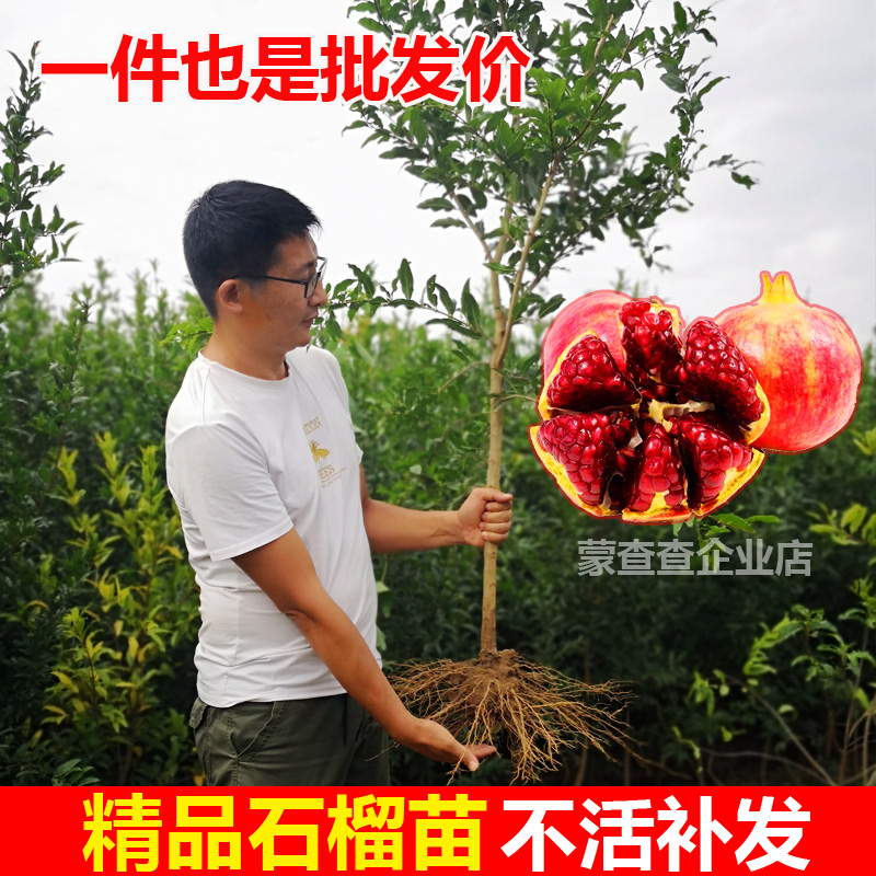 蒙阳红石榴树树苗带土不活补发