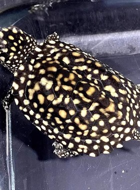 正宗斑点龟苗黑池龟满天星斑点苗深水吃粪混养缸清洁观赏鱼龟活物