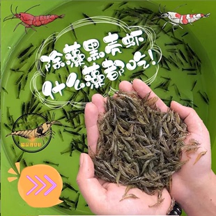 除藻金苔鼠彩虹鲨鼠鱼大黑壳虾除藻虾观赏虾工具鱼乌龟龙鱼饲料