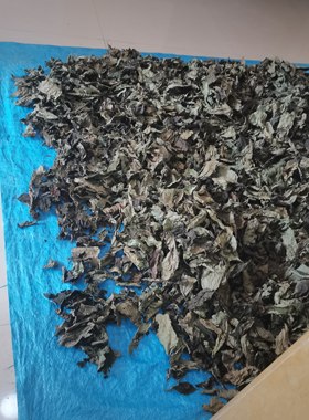 晒干喜树枝叶500克中草药   干品旱莲树叶、干货千丈树枝叶中药材
