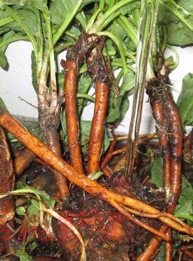 药材土大黄新鲜洋铁叶子根 洋铁叶牛西西羊蹄根现挖现发500g