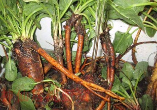 药材土大黄新鲜洋铁叶子根 洋铁叶牛西西羊蹄根现挖现发500g