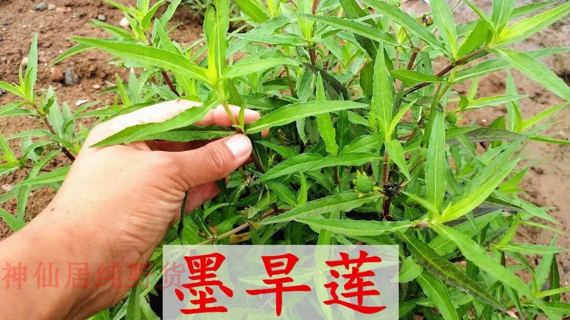 天然墨旱莲草深山农家新鲜现采黑墨草旱墨莲鳢肠草水旱莲500g包邮