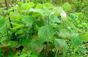 现挖新鲜苎麻根止血安胎中草药苎麻叶野麻跌打损伤青麻白麻现挖纯