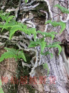 中草药现挖新鲜白毛蛇 石蚕石祈蛇 白毛岩蚕 圆盖阴石蕨 包邮