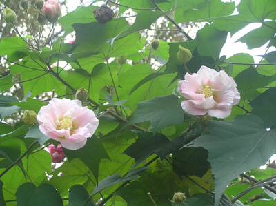 深山野芙蓉叶木芙蓉树叶苗合欢树枝鲜根新鲜现采无硫干货中草药材