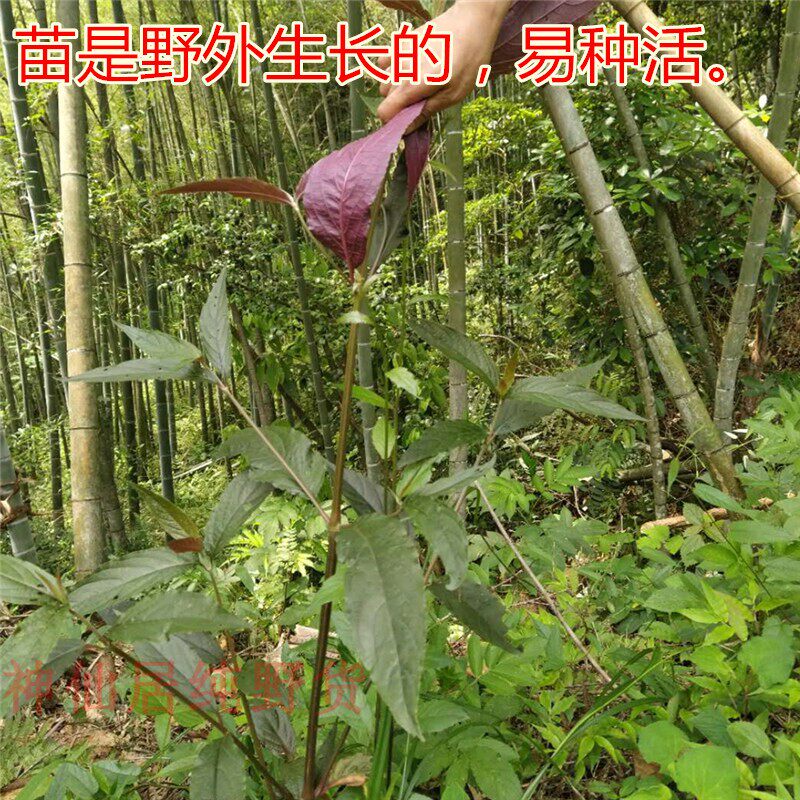 正宗新鲜红牛膝苗 中药材 红土牛漆根红牛克膝怀牛膝食用中草药