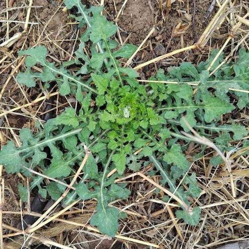 野外新鲜泥胡菜中药材 剪刀草现挖现发猪兜草 紫花苦菜石灰菜直销