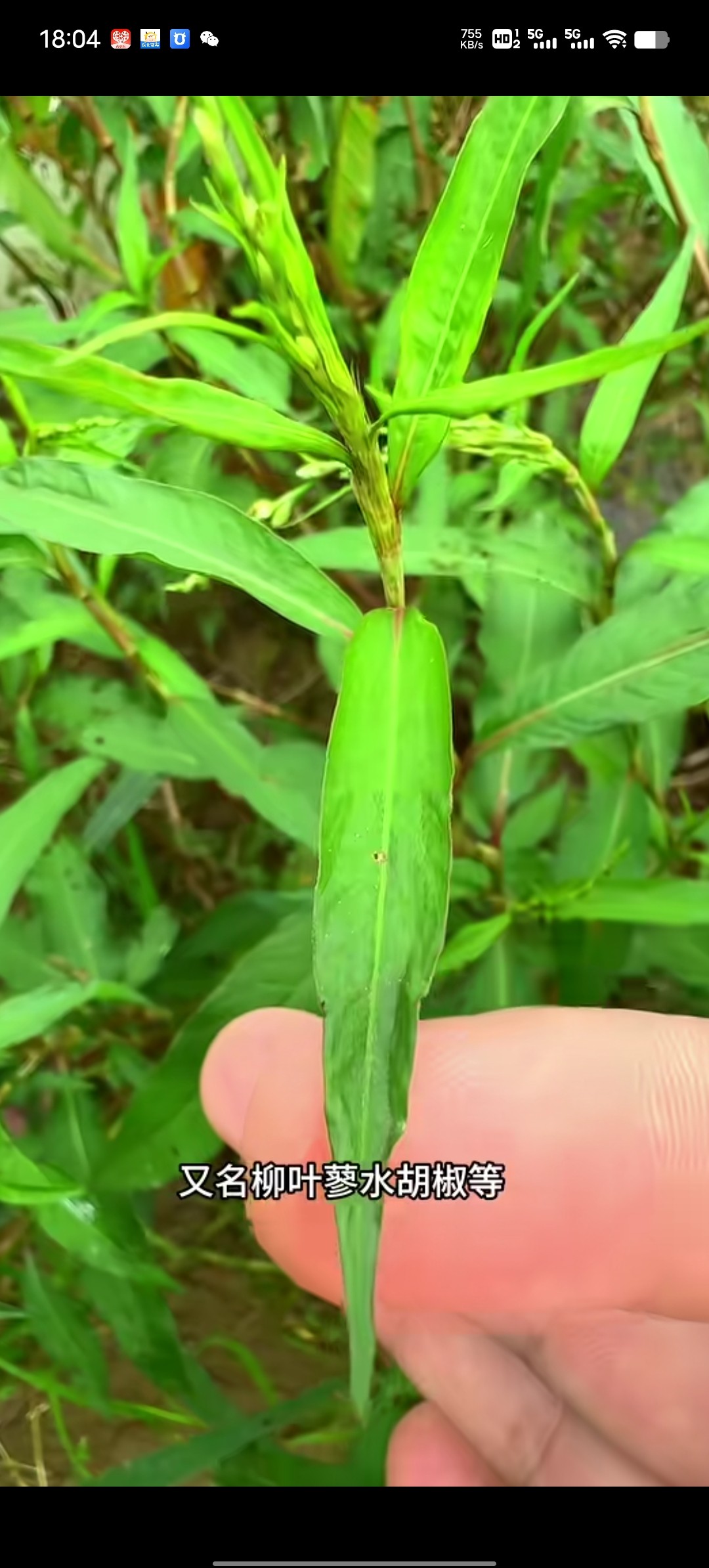 中草药浙江新鲜辣辣廖草中药材辣