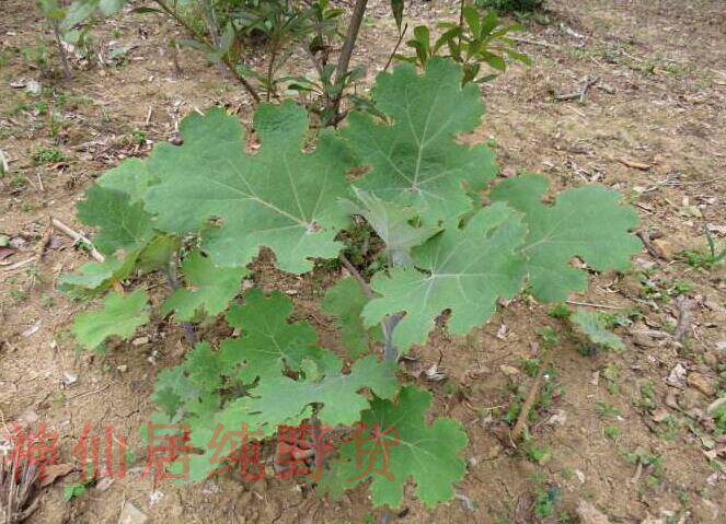 新鲜博落回根 现采号筒杆博落回的根部 博落回苗中药材500g