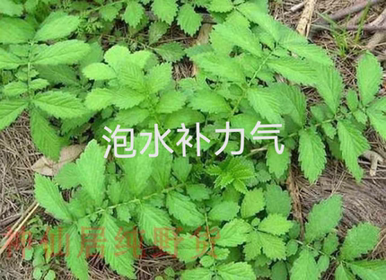 仙鹤草新鲜中药材500g克苗龙芽草龙牙草脱力草狼牙草有透骨草全草