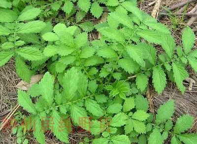 仙鹤草龙牙草脱力草狼牙草