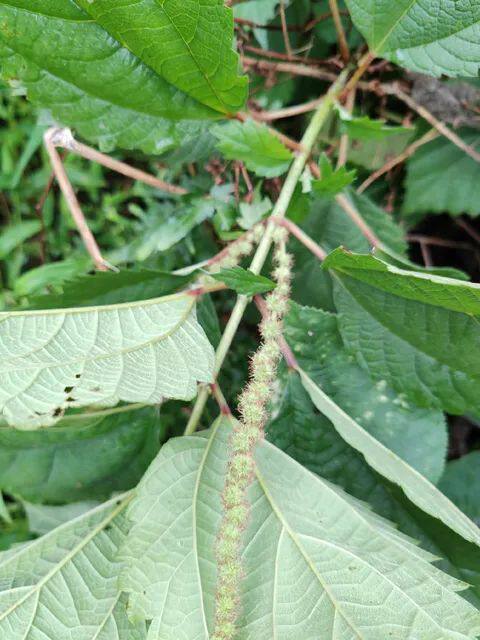 新鲜野线麻叶野别名山麻大水麻根,野麻 皮肤用好长叶苣麻中草药