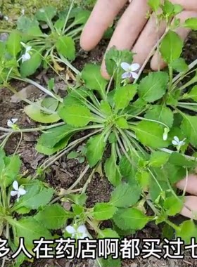 七星莲地白菜蔓茎堇菜山白菜