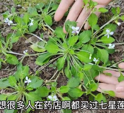 天然新鲜七星莲草药野长现摘蔓茎堇菜地白菜茶匙黄调味山白菜包邮
