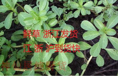 过塘蛇黄花过江龙过江藤