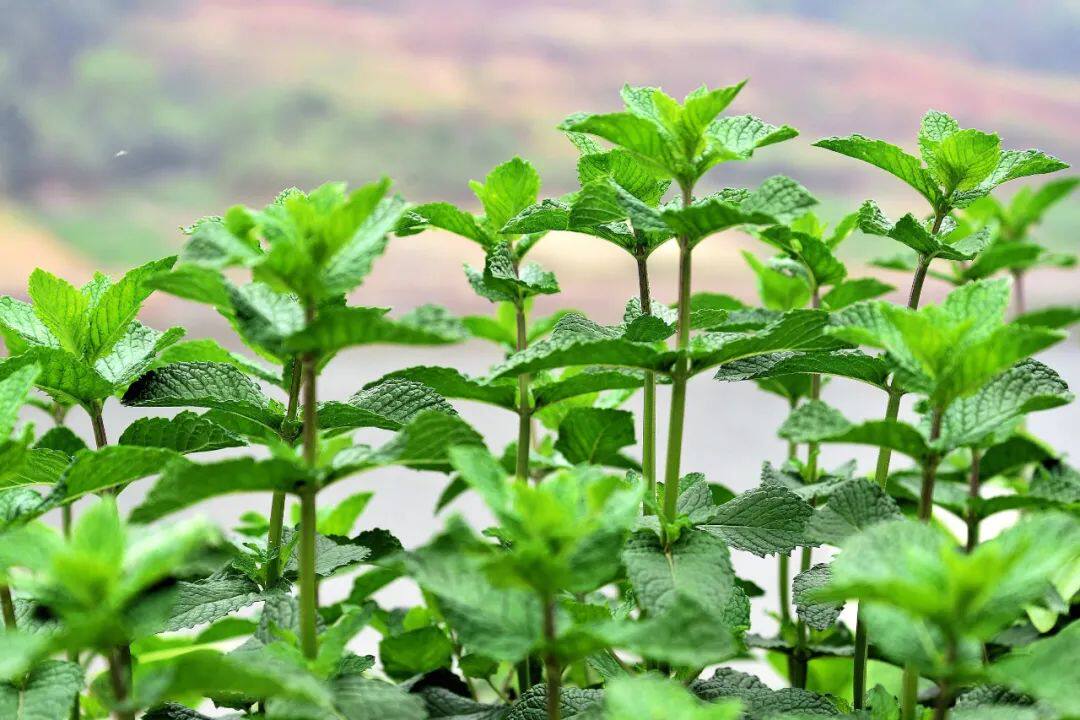 带根留兰香薄荷盆栽 可食用香草薄荷叶小苗 观叶植物种子蔬果花种