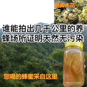 蜂蜜天然野生鸭脚木冬蜜