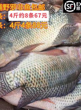 4斤罗非鱼包邮顺丰活宰真空冷链