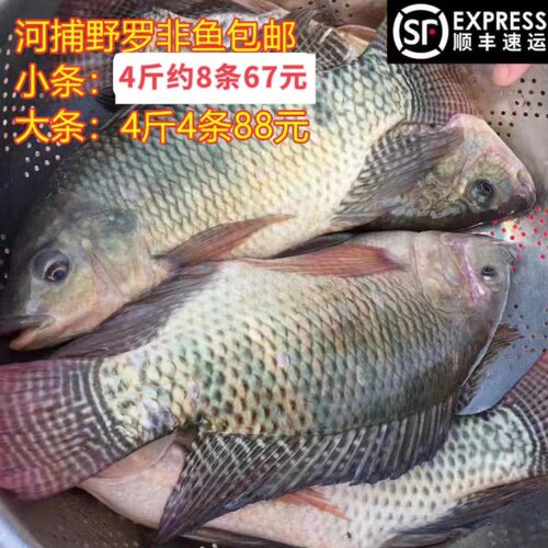 4斤罗非鱼包邮顺丰活宰真空冷链