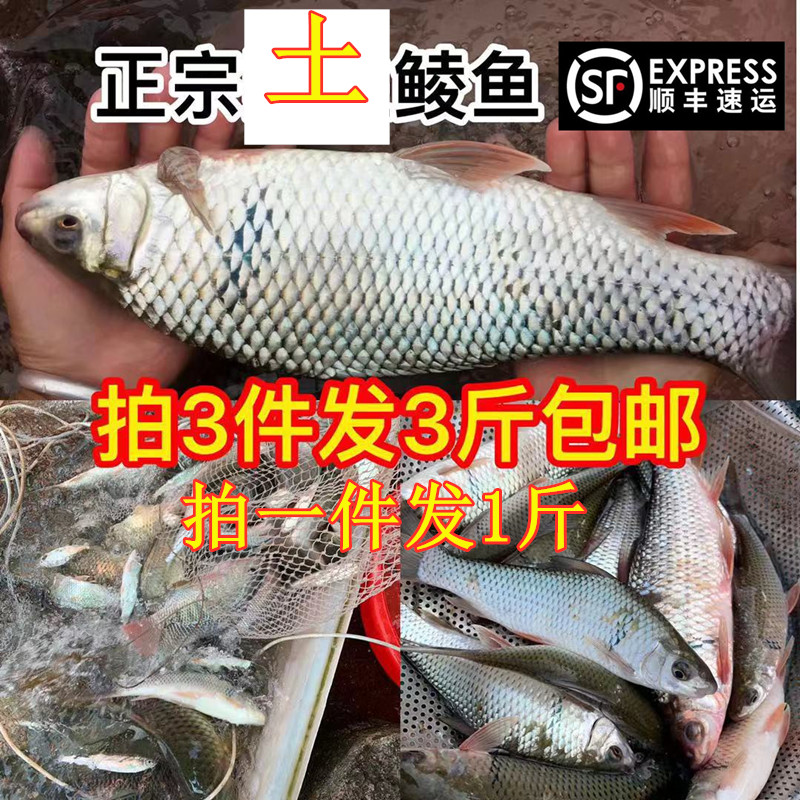 河鱼河鲮鱼土鲮万绿湖3斤包邮