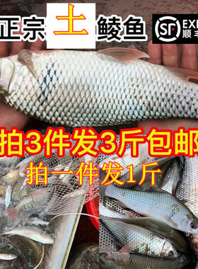 微山湖河鲮鱼土鲮万绿湖3斤包邮