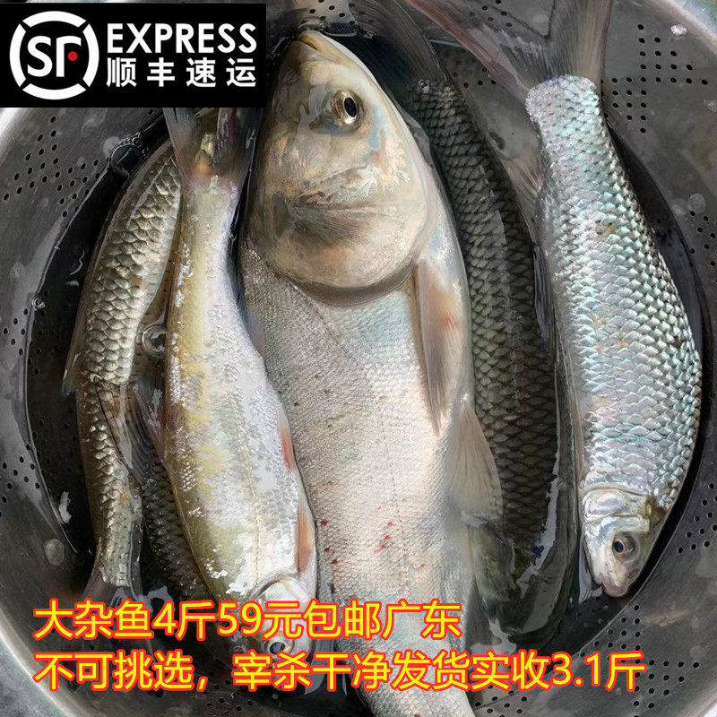 土货万绿湖大杂鱼鲤鲢土鲮草鲩混搭观赏淡水现宰新鲜顺丰包邮广东_虎窝淘